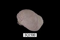 藏品(紫口珊瑚螺)的圖片